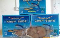 水產品批發與產業鏈概述 從捕撈加工到代理經銷